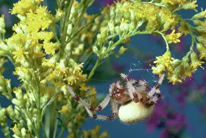 Dangling: Shamrock Spider