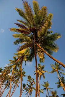 Shangri: Shangri-la Fijian Resort and Spa, Coral