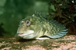 Pat Morris: Shanny Blenny