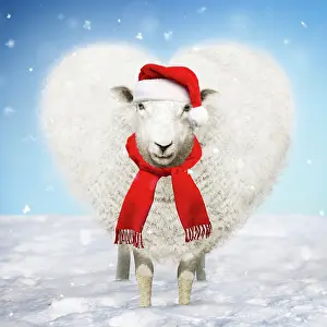 Ewes: Sheep