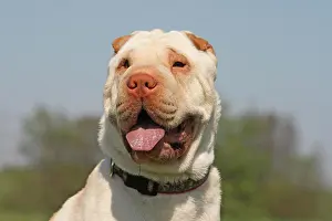 Creamy: Shar Pei, 19 months old, cream color, portrait Shar