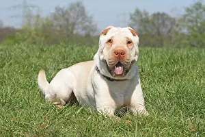 Creamy: Shar Pei, 19 months old, cream color, is lying on