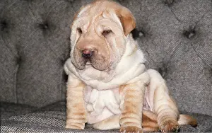 Elizabeth Bomford: SHAR PEI / Chinese lion DOG puppy - on chair