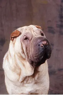 Utility: SHAR PEI DOG