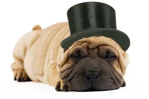 Peis: Shar-pei Dog - in top hat