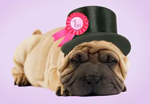 Congratulations: Shar-pei Dog - in top hat with rosette
