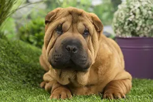 Peis: Shar Pei Dog puppy