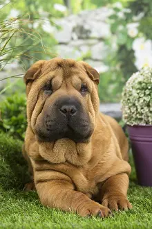 Peis: Shar Pei Dog puppy