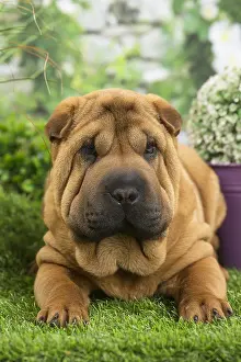 Peis: Shar Pei Dog puppy