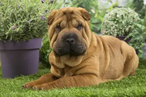 Peis: Shar Pei Dog puppy