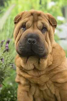 Peis: Shar Pei Dog puppy