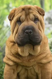 Peis: Shar Pei Dog puppy