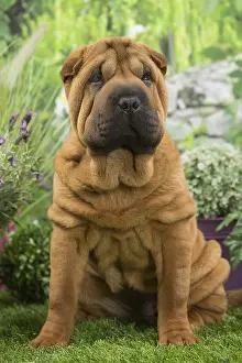 Peis: Shar Pei Dog puppy