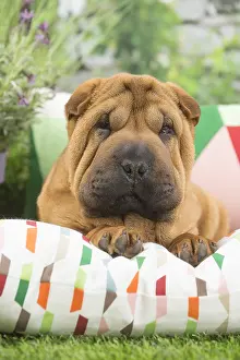 Peis: Shar Pei Dog puppy