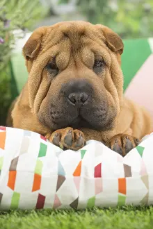 Peis: Shar Pei Dog puppy
