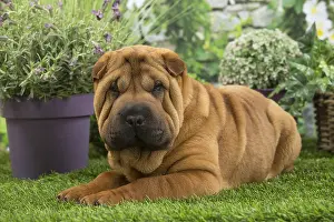 Peis: Shar Pei Dog puppy