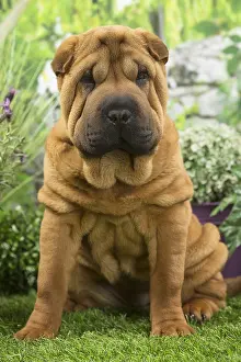 Peis: Shar Pei Dog puppy