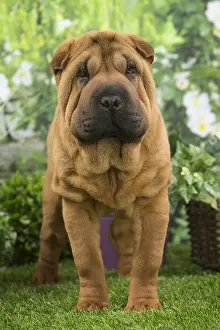 Peis: Shar Pei Dog puppy
