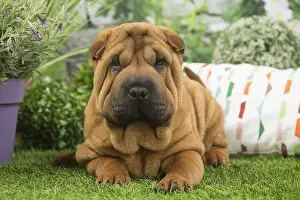 Peis: Shar Pei Dog puppy