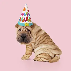Celebrations: Shar Pei Dog, Puppy sitting down wearing Happy