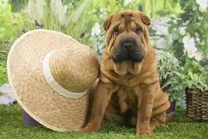 Peis: Shar Pei Dog puppy with straw hat