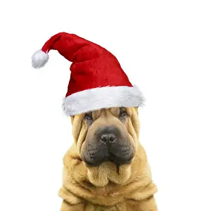 070219: Shar Pei Dog, puppy wearing Christmas hat