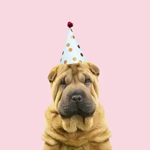 161018: Shar Pei Dog, puppy wearing Party hat
