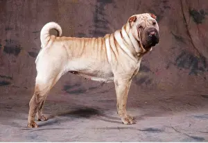 Utility: SHAR PEI DOG - side-view