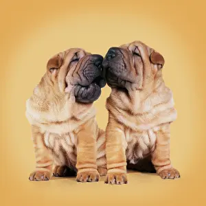 Captionabls: Shar-pei Dogs, pair kissing