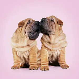 Captionabls: Shar-pei Dogs, pair kissing. pink