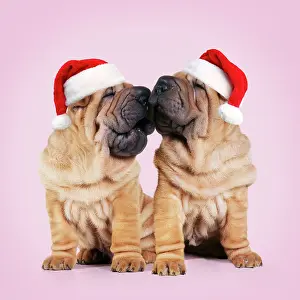 211121: Shar-pei Dogs, pair kissing wearing red Christmas Santa hats