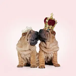 Captionabls: Shar-pei Dogs, pair kissing, wearing Tiara and Crown