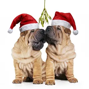 161118: Shar-pei Dogs, pair wearing Christmas hats kissing