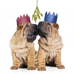 161118: Shar-pei Dogs, pair wearing Christmas party hats