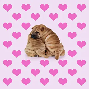Shar: Shar-Pei Dogs, puppies hugging on heart background