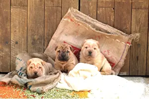 Sacks: SHAR PEI DOGS - Puppies rest on sacks