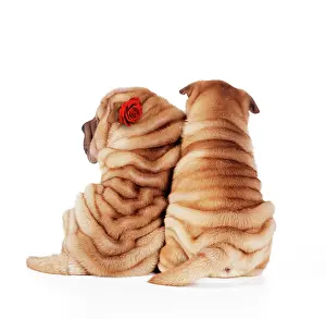 Peis: Shar Pei Dogs - Rear view of puppies sitting down