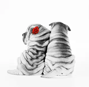 Peis: Shar Pei Dogs - Rear view of puppies sitting down