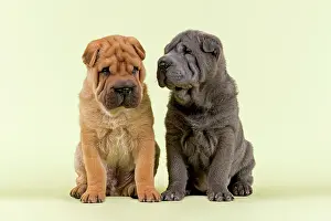 Shar: Two Shar Pei puppies, 8 weeks, male, colours red