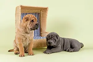 Shar: Shar Pei puppies, 8 weeks, male, colours red and
