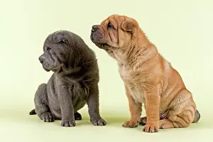 Cocked: Two Shar-Pei puppies, 8 weeks old, male, blue and