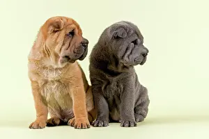 Cocked: Two Shar-Pei puppies, 8 weeks old, males, red and
