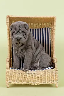 Shar: Shar Pei puppy, 8 weeks, male, colour blue, with