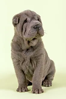 Shar: Shar-Pei puppy, 8 weeks old, male, color blue Shar-Pei