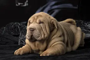 Peis: Shar Pei puppy indoors