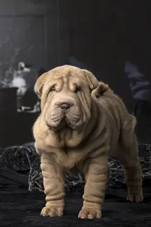 Peis: Shar Pei puppy indoors