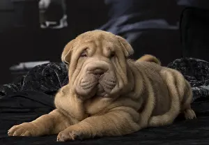 Peis: Shar Pei puppy indoors