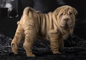 Peis: Shar Pei puppy indoors