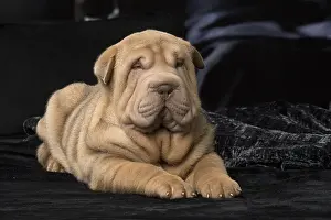 Peis: Shar Pei puppy indoors