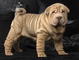 Peis: Shar Pei puppy indoors